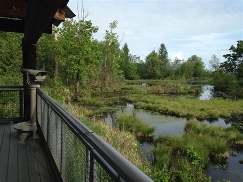 Experience the Nisqually Wildlife Refuge — Birding, Photography, Hiking and More - SouthSoundTalk