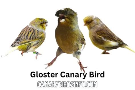 Gloster Canary Bird | A singing Champ | 5 Basic FAQs