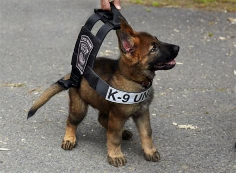 Blog Post | How a K9 Cop Stays Cool in His Ride | Car Talk