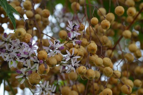 Chinaberry Tree Poisoning in Horses - Symptoms, Causes, Diagnosis ...