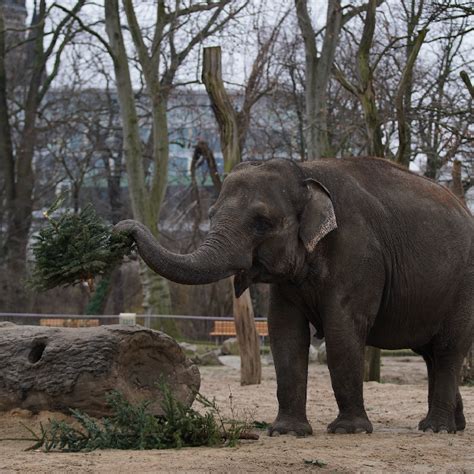 Berlin Zoo animals feast on Christmas tree treats - CGTN