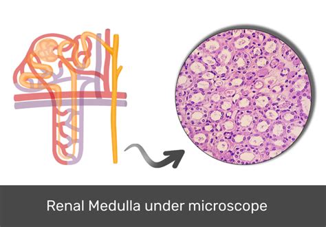 Renal medulla: histology and diagram | GetBodySmart