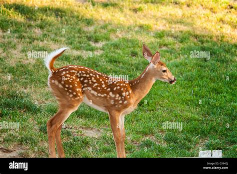 White-tailed deer fawn with spots Stock Photo - Alamy