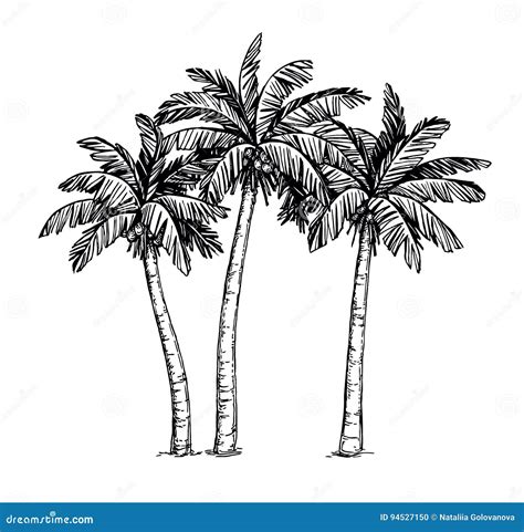 Ink sketch of palm trees stock vector. Illustration of exotic - 94527150