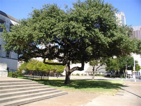 Tree Service - San Marcos, Tx | Tree Trimming, Removal, Arborist