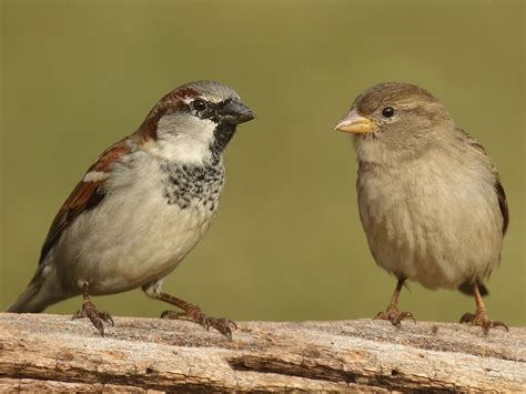 Female House Sparrows (Identification Guide: Male vs… | Birdfact