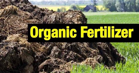 Organic Fertilizer