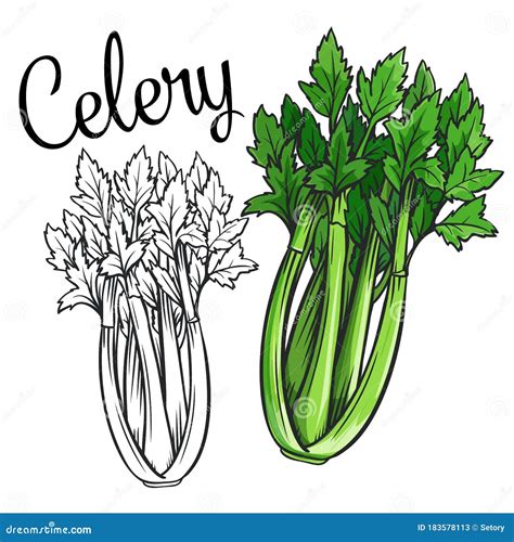 Celery Vector Drawing Icon. Stock Vector - Illustration of agriculture, farm: 183578113