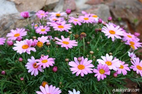 Margaritas de color rosa | Guía de Jardín