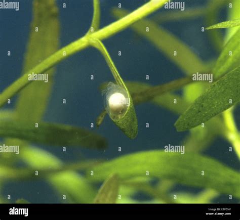 Newt eggs hi-res stock photography and images - Alamy