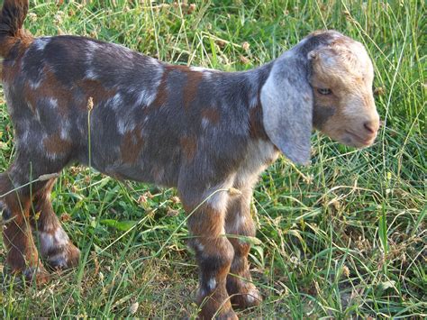 Red Boer Goats at Triple Holler Boer Goats