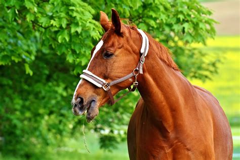 Pferd Braun Koppel · Kostenloses Foto auf Pixabay