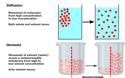 What Is Simple Diffusion In Biology