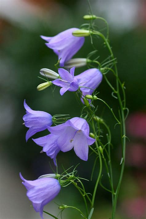 Campanula rotundifolia Bluebell of Scotland Bluebells, a native wildflowers, blooms most of the ...