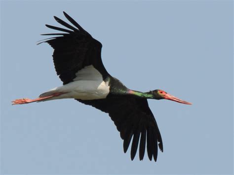 Black stork - Alchetron, The Free Social Encyclopedia