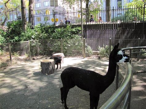 The Beauty Of Central Park Zoo Animals | National Park