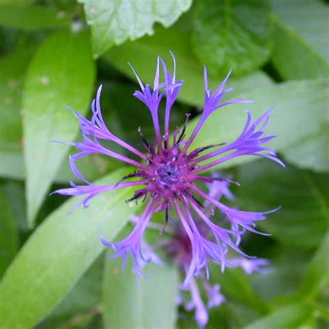 Centaurea montana – Harley Nursery