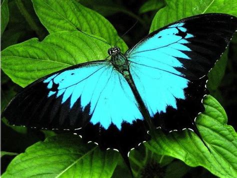 37 best images about Butterfly Migration on Pinterest | Animals, Paper and Butterfly wallpaper