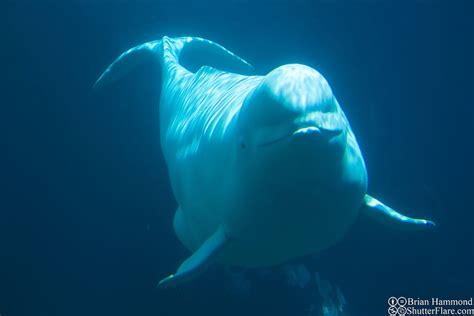 Beluga whale | Brian Hammond | Flickr