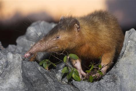 🔥 meet the Solenodon. One of the few venomous mammals in the world. : r ...