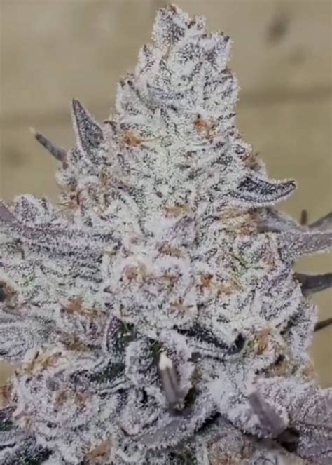 Dante’s Inferno Strain Info / Dante’s Inferno Weed By Clearwater Genetics - GrowDiaries