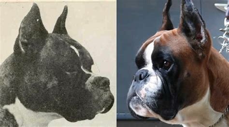 The Evolution of Dog Breeds: 14 of Our Favorite Picks