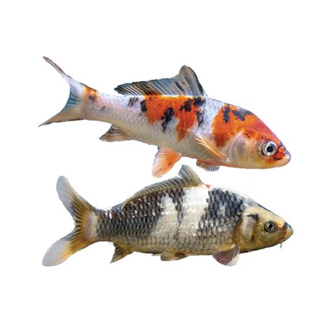 Koi Fish for Sale - Live Pet Fish | PetSmart