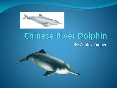 PPT - Chinese River Dolphin PowerPoint Presentation, free download - ID ...