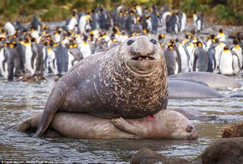 Four-tonne elephant seal indulges in some very heavy petting | Elephant seal, Pets, Animals