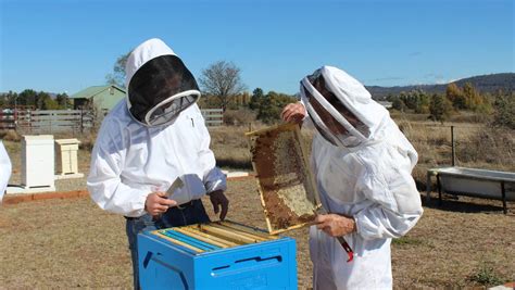 Biosecurity for Beekeepers online training launched | The Examiner | Launceston, TAS