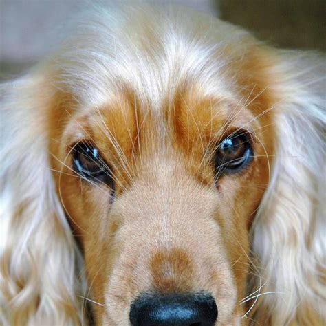 Cocker Spaniel Skin Problems – Causes and Remedies | Dog Breed Information