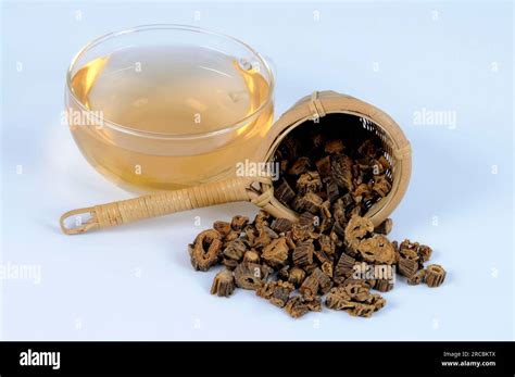 Cup of gentian root tea, large-leaved gentian root (Gentianae macrophyllae Radix), gentian root ...