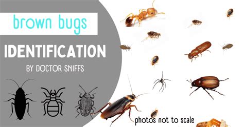 25 Types Of House Bugs With Pictures Identification G - vrogue.co