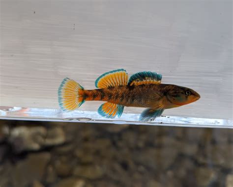 Darter, Rainbow maurer416 | www.roughfish.com