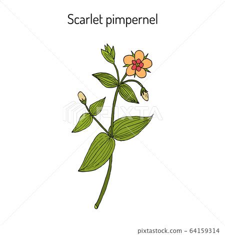 Scarlet Pimpernel Flower Drawing | Best Flower Site