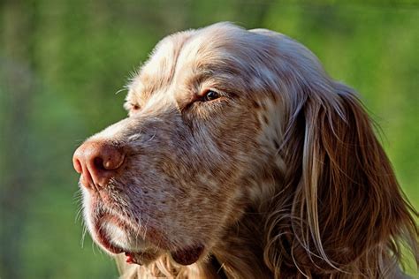 "Orange Belton English Setter" by Willmer | ePHOTOzine