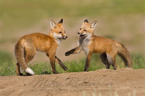 Mike Robinson Yellowstone Nature & Wildlife Photography | Foxes | Fox ...