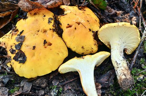 California Fungi: Cantharellus californicus