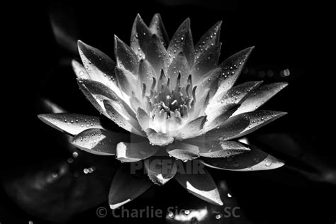 Lotus Flower Pictures Black And White | Best Flower Site