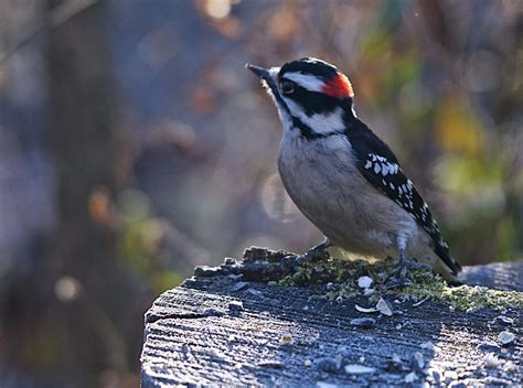 Ohio winter birds Archives - Great Parks of Hamilton County Blog