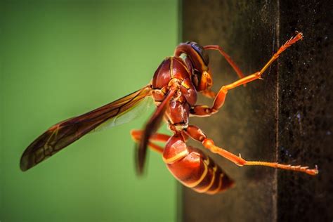 red wasp | Red Wasp | Photo of the Day | 75Central Photography | Red wasps, Wasp, Photo