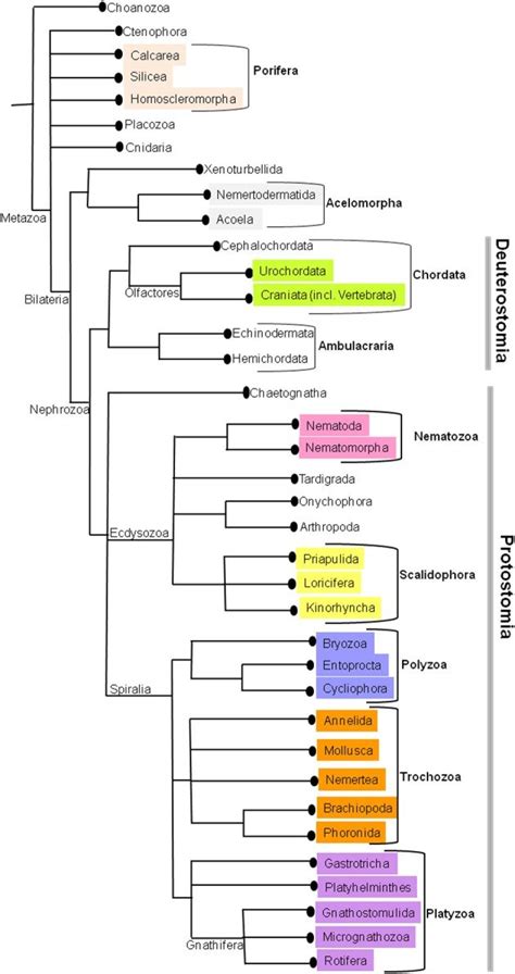 The current phylogenetic relationships in Metazoa. This tree was ...