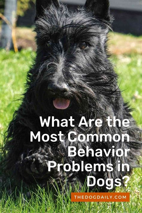 Top 10 Dog Behavior Problems – The Dog Daily