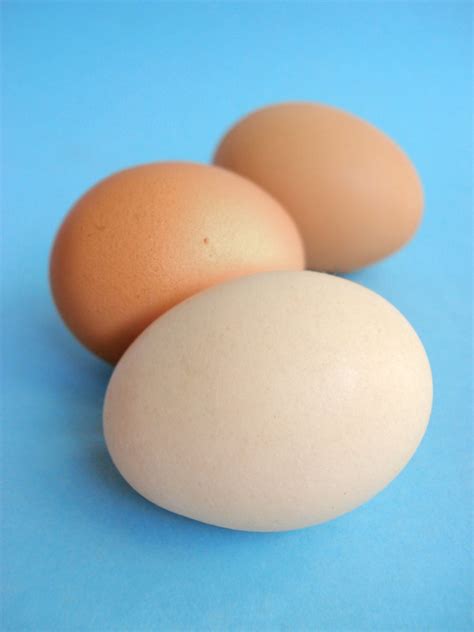 Chicken Eggs 1 Free Photo Download | FreeImages