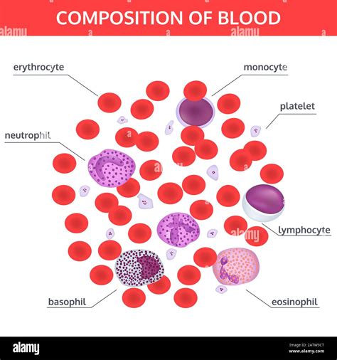 Infographics of composition of blood: red and white cells under a microscope with names on white ...