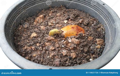 Durian seeds are sprouting stock photo. Image of food - 118621726