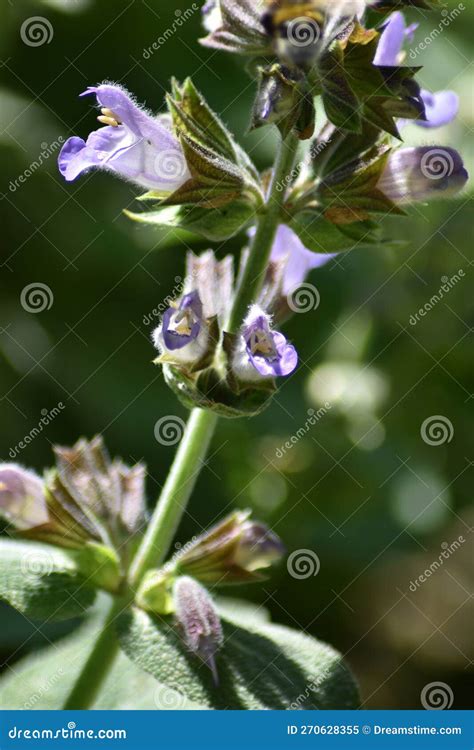 Sage (Salvia Officinalis) - Flowers Stock Image - Image of officinalis, salvia: 270628355