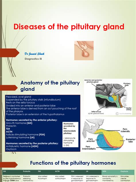 Diseases of The Pituitary Gland | PDF | Pituitary Gland ...