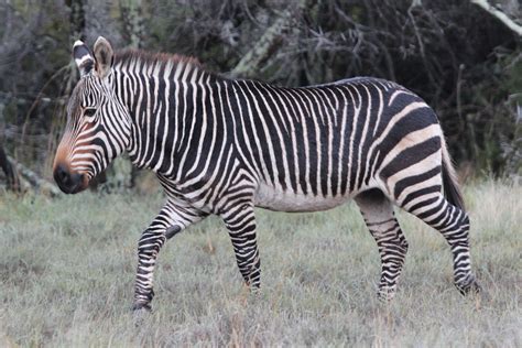 Pin on Cape Mountain Zebra