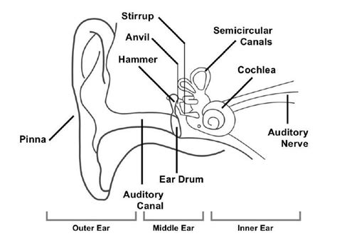 Anatomy Of Human Ear Hammer Anvil And Stirrup